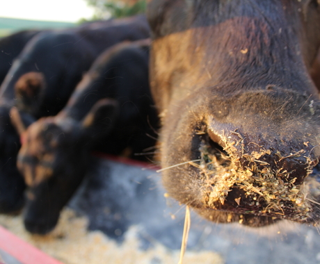 Close up of cow noses