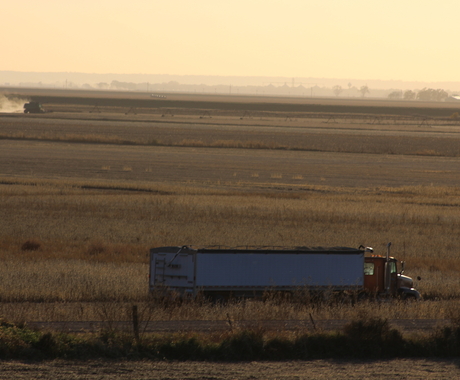 Grain truck during harvest