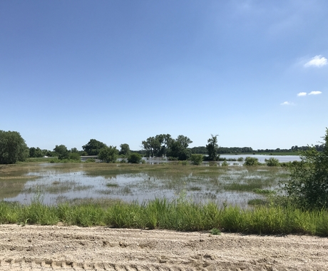 Flooded pasture