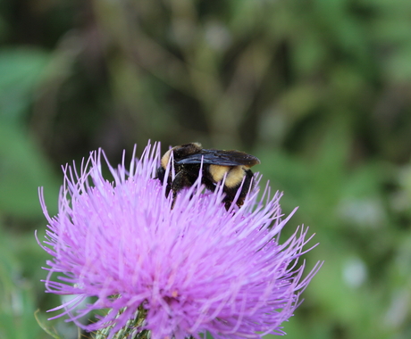 Bumble bee on purple flower