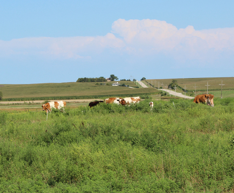 Cows in pasture