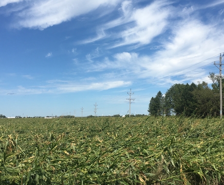 Wind damaged corn