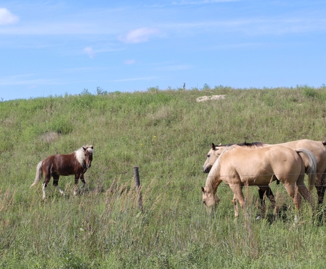 Horses in pasture