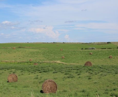 hay field with bales