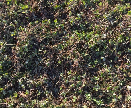 Cover crops