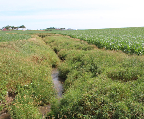 Water drainage in field