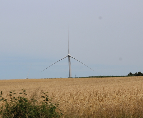 Wind turbine and wheat field
