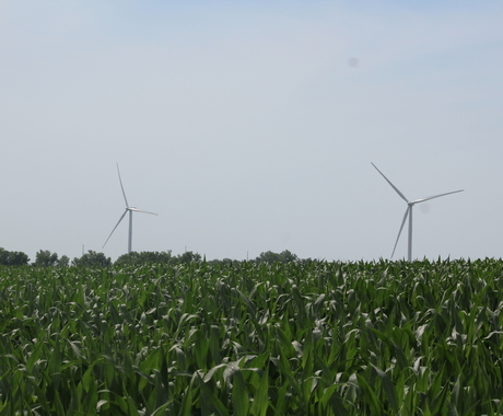 Wind turbines in cornfield
