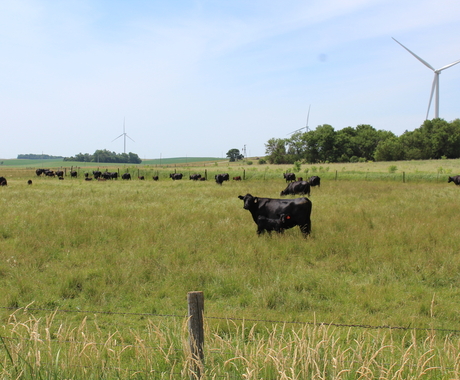 Cows in pasture with wind turbines behind