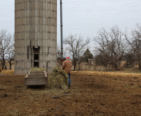 Man hauling hay for cows