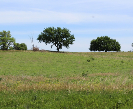 Pasture 