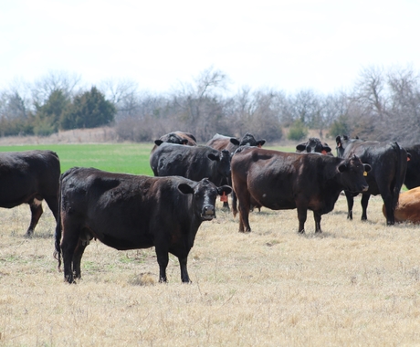 cattle at Gene Albers