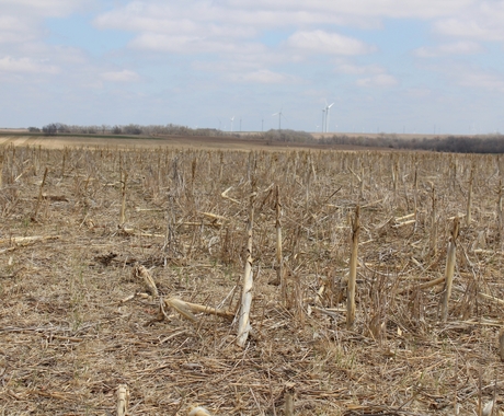 Cover crops in Kansas