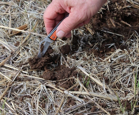 Pocket knife exposing roots of cover crops