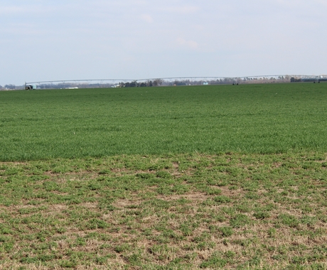green field