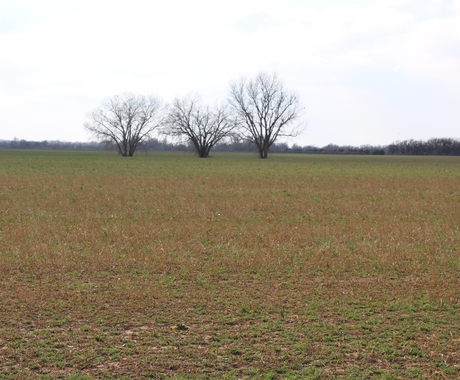 Field with conservation practices