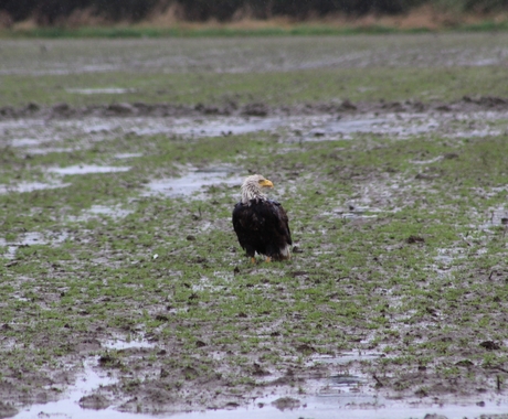 Bald eagle in flooded field