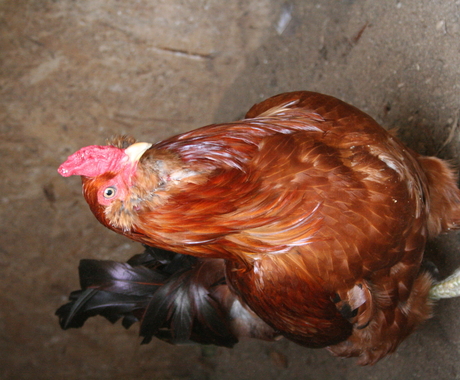 Americana chicken