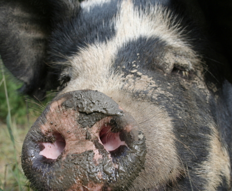 Hog close up to nose