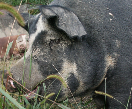 Hog