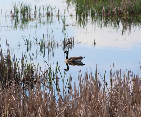 Duck on the water