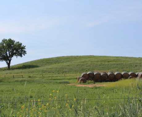 Pasture