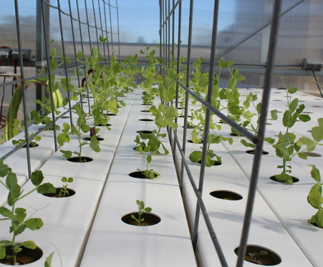 Pea sprouts on a table, each sprout its own circle of dirt, plus a trellis to climb