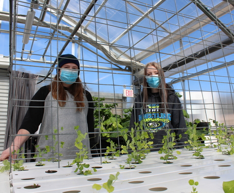 Two female students stand at a growing platform, with fencing for peas to climb. Taken inside of a greenhouse.