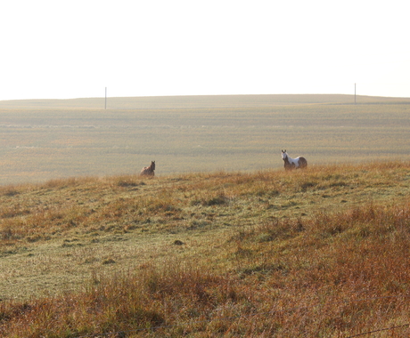 Horses in pasture