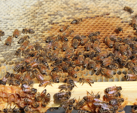 Bees on honeycomb