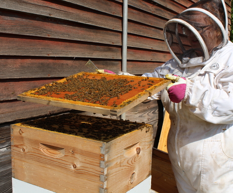 Woman in bee suit lifting tray of bees out of bee box
