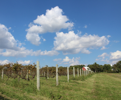 Farm with grape vines and barn