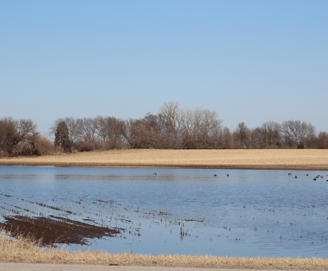 Flooded field