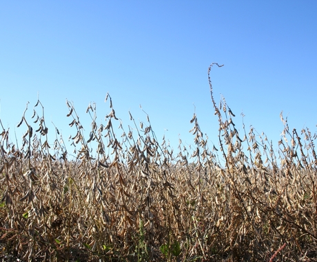 Soybeans up close