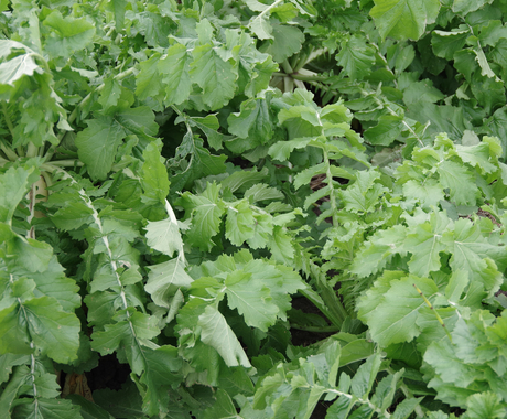 cover crops