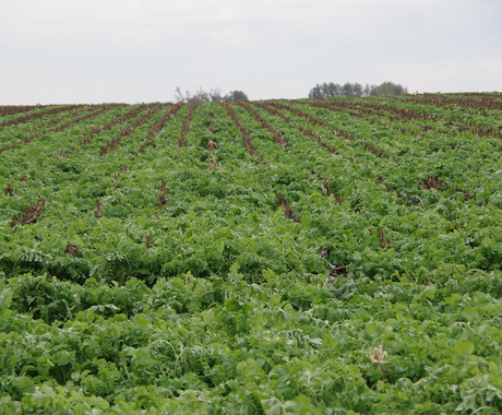 Cover crop field 