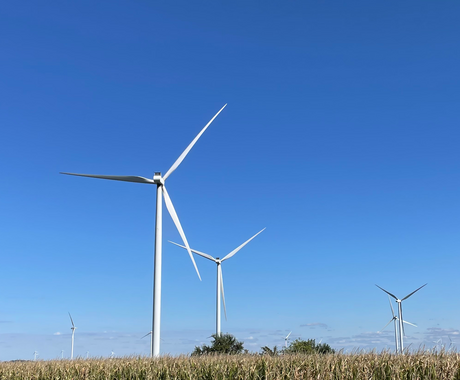 A group of white wind turbines stand in a mature corn field.