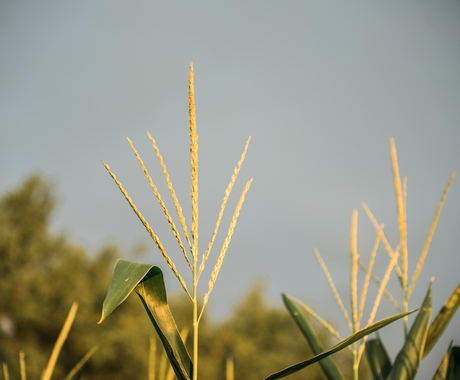 corn tassel 