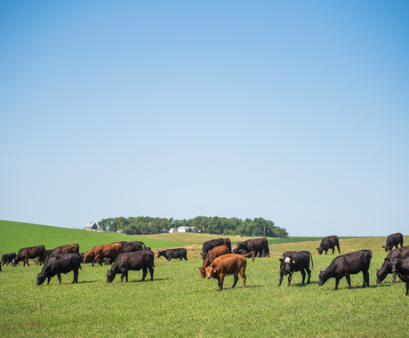 Cows in pasture