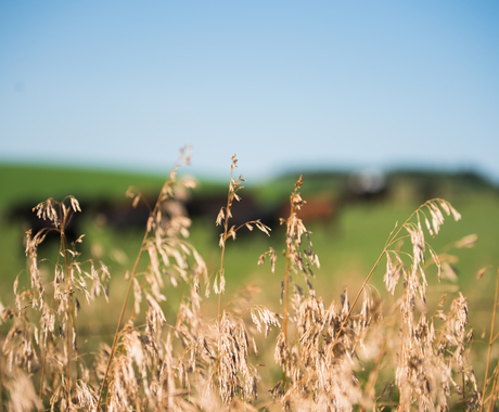 Grass with cows in the background