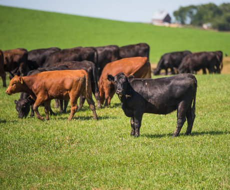 cattle 
