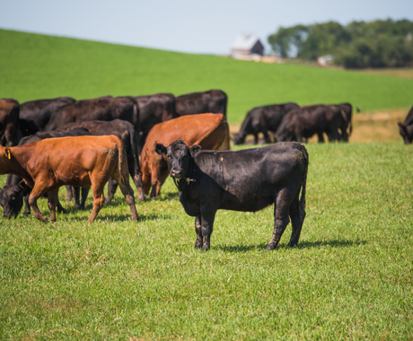 black and brown cattle