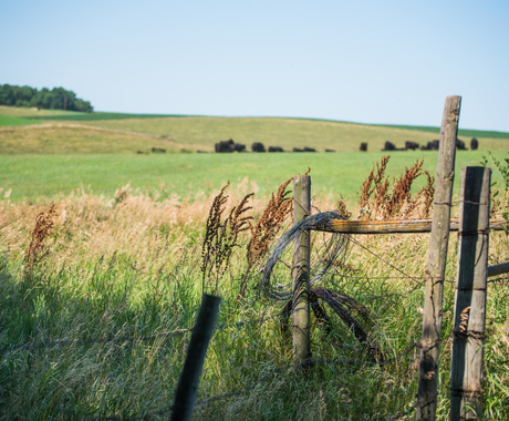 Pasture
