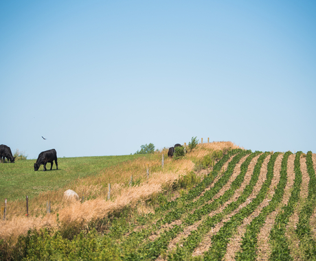 Cattle Landscape