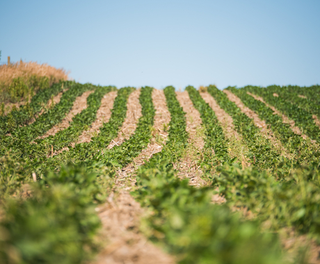 bean field