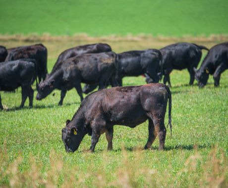 cows in a green field, grazing