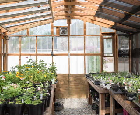 Greenhouse with plants
