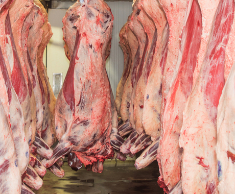 Los lados de la carne de res se cuelgan en un refrigerador para ser procesados. 