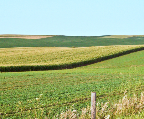 Fields with multiple crops