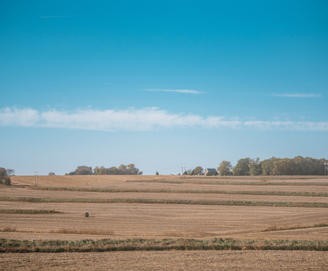 Field after harvest